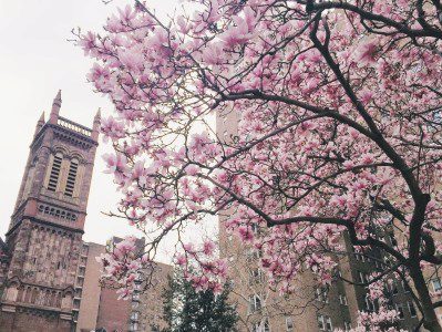 A blossoming magnolia tree with pink flowers in front of a historic building with a clock tower. The scene suggests the beauty of spring in an urban setting.